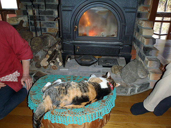 暖炉前の猫